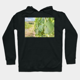 Okanagan Valley Grapevines and Blue Sky in Summer Hoodie